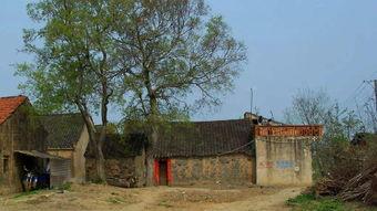 房前屋后,打造温馨家园的秘诀  第3张