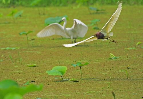 逐鹭渡天下,探寻自然之美与人生哲理的旅程 第3张 逐鹭渡天下,探寻自然之美与人生哲理的旅程 第3张